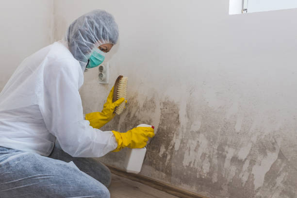 Best Commercial Mold Removal  in Marks, MS
