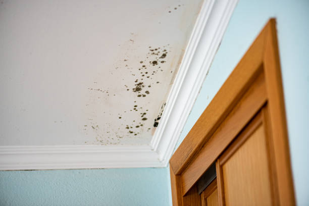 Mold Removal Process in Marks, MS