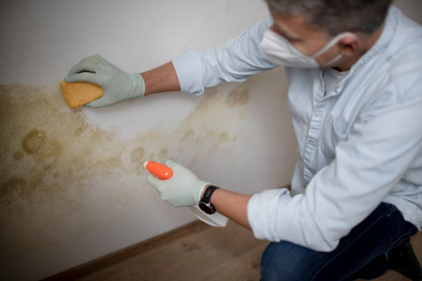 Best Emergency Mold Removal  in Marks, MS
