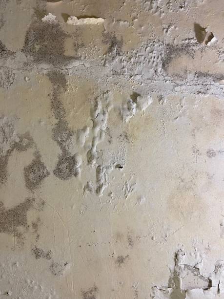Best Same-Day Mold Removal  in Marks, MS
