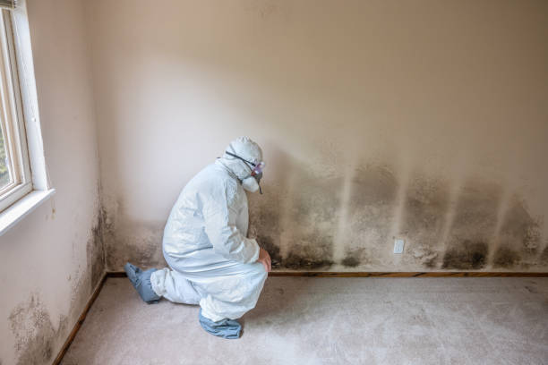 Best Home Mold Removal  in Marks, MS