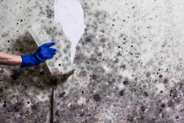 Best Affordable Mold Removal  in Marks, MS