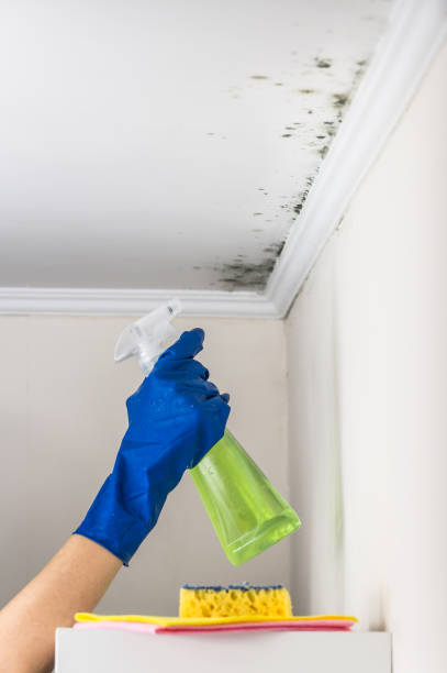 Best Fast Mold Removal  in Marks, MS