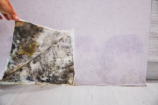 Best Mold Removal Near Me  in Marks, MS